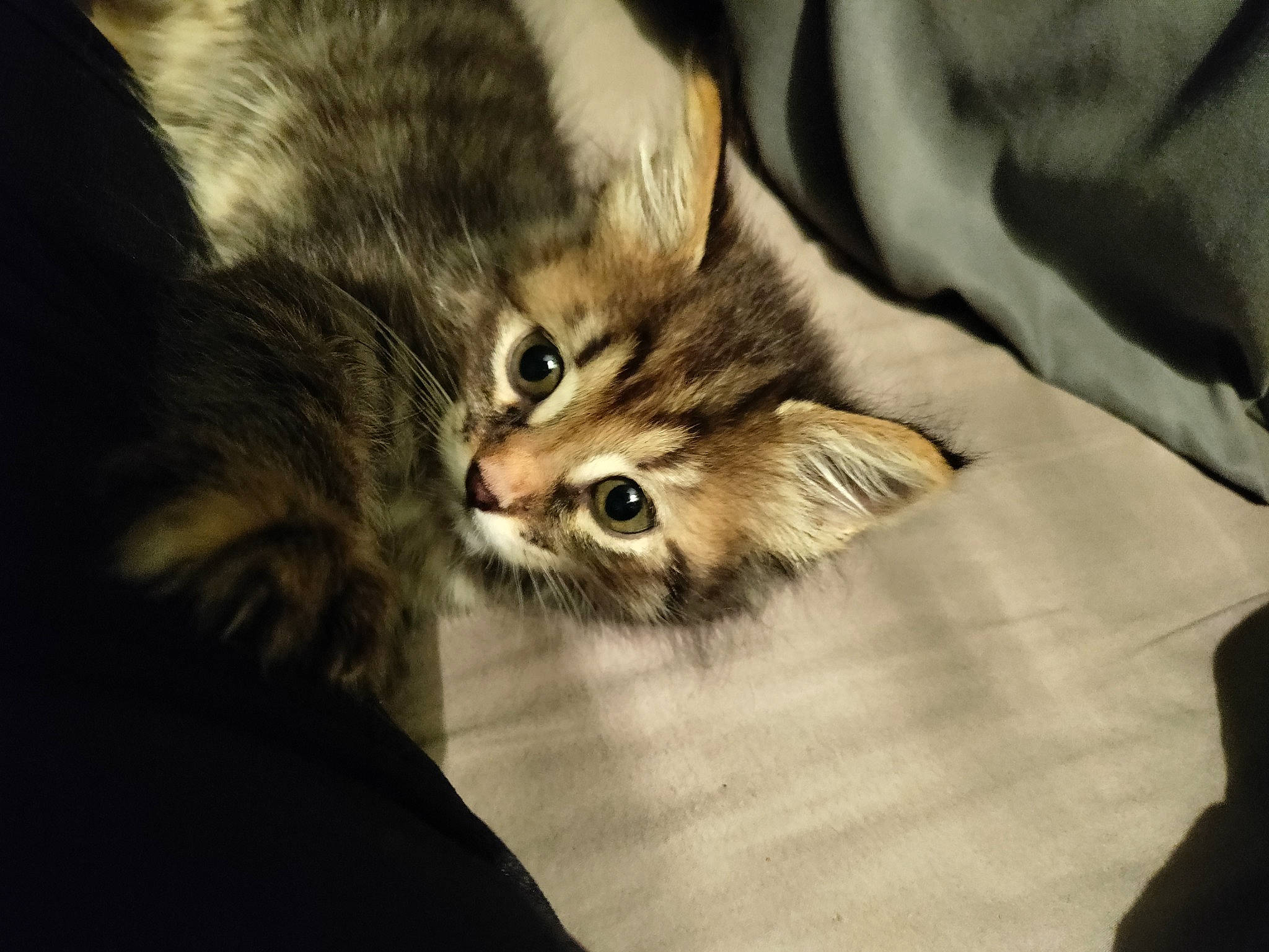 Cruella joined the competition — help win amazing prizes! carnivore, cat, claw, comfort, domestic_short_haired_cat, felidae, fur, paw, small_to_medium_sized_cats, snout, whiskers