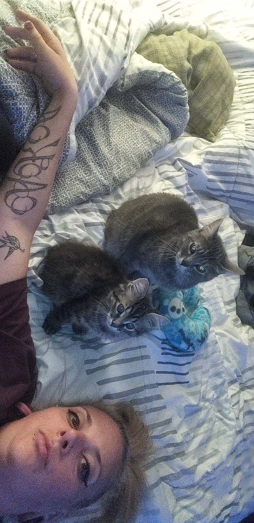 Cruella is registered to the contest to win money with this photo: bed, carnivore, cat, comfort, domestic_short_haired_cat, elbow, felidae, flesh, fur, grey, human_leg, linens, pattern, sleeve, small_to_medium_sized_cats, temporary_tattoo, thigh, tree, whiskers, wrist