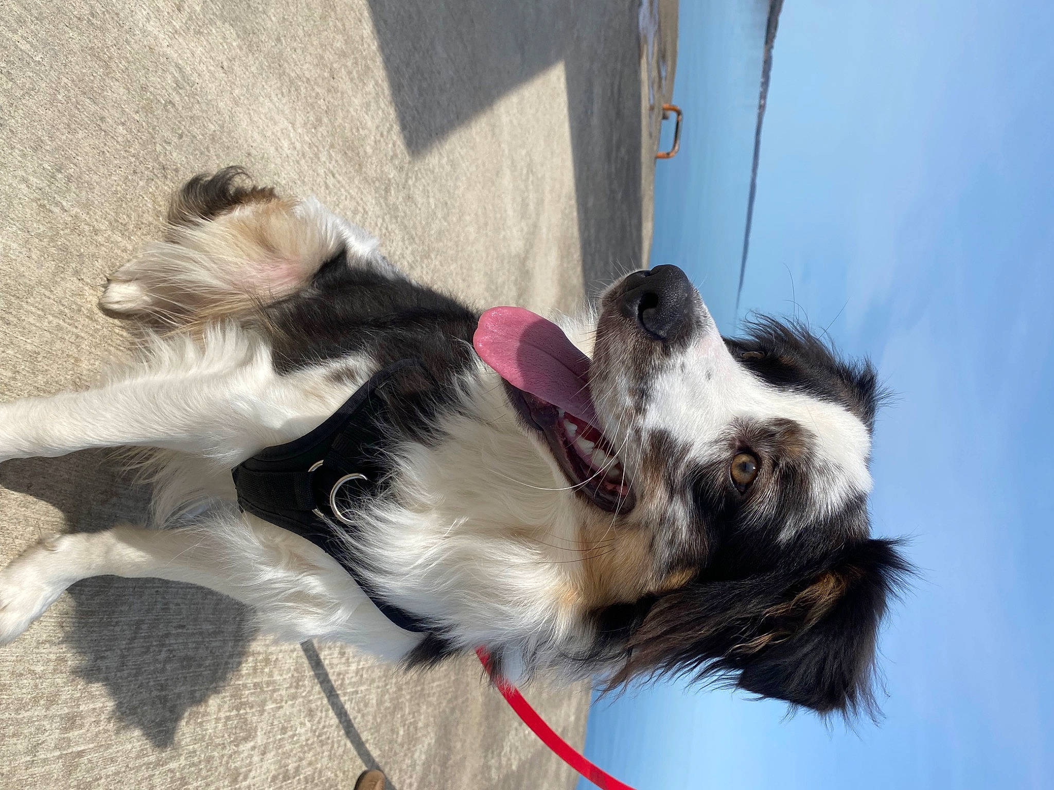 Hermes joined the competition — help win amazing prizes! border_collie, canidae, carnivore, collar, companion_dog, dog, dog_breed, dog_collar, dog_supply, fur, herding_dog, leash, paw, pet_supply, sky, snout, sporting_group, tail, whiskers, working_animal