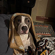 Mitzi is registered to the contest to win money with this photo: dog, blanket, cozy, indoor, pet, sofa, patterned_blanket, brown, white, animal, snug, portrait, cute, comfort, home, relaxed, fur, canine, face, eyes