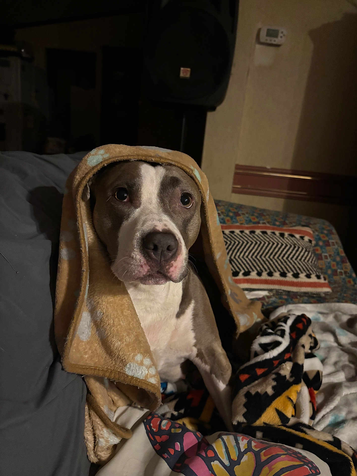 Mitzi