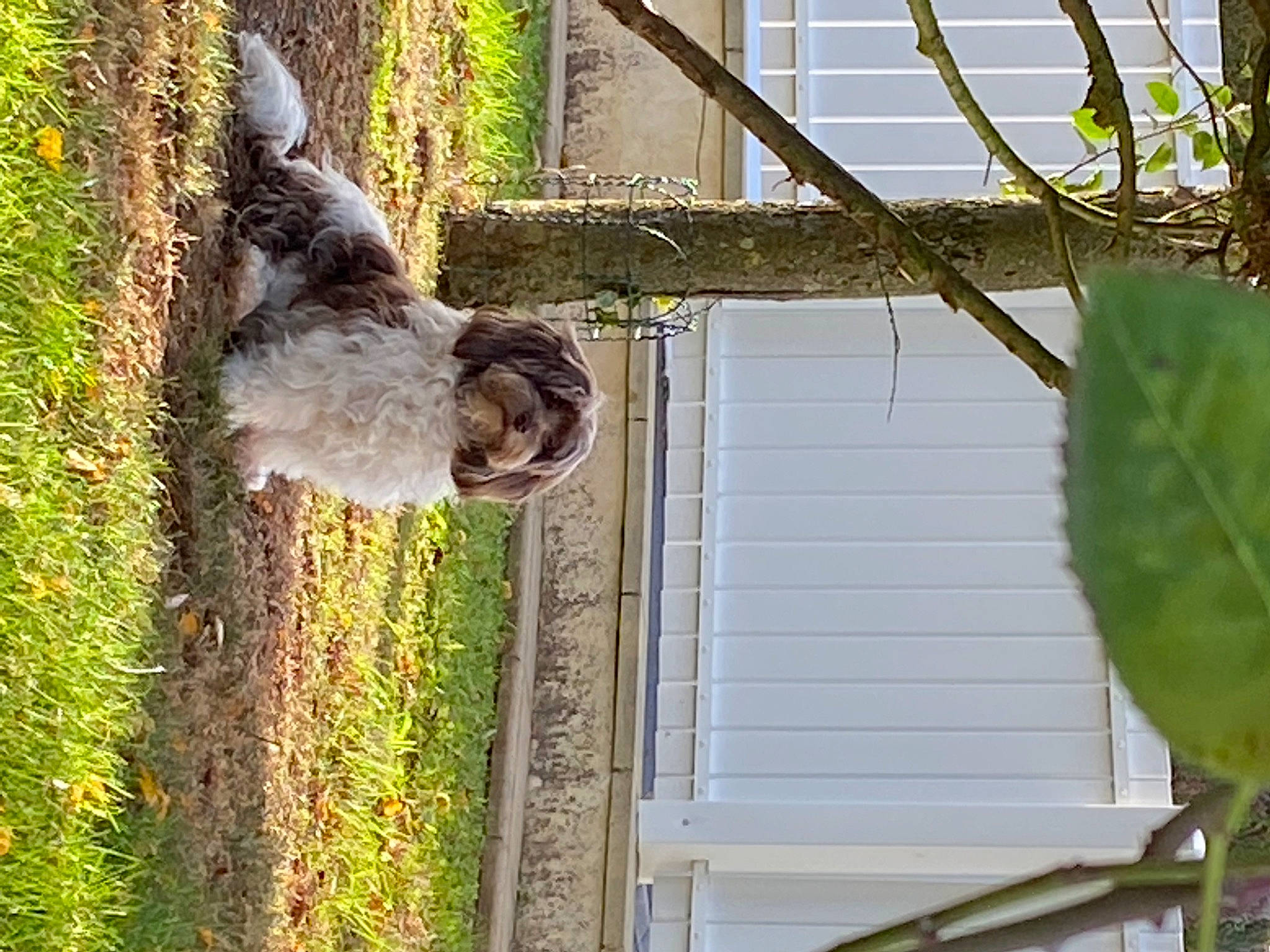 Ixane participe au concours pour gagner de l'argent avec cette photo : building, canidae, carnivore, dog, dog_breed, fawn, grass, home_fencing, house, pet_supply, plant, snout, sporting_group, tail, tree, trunk, twig, wildlife, window, wood