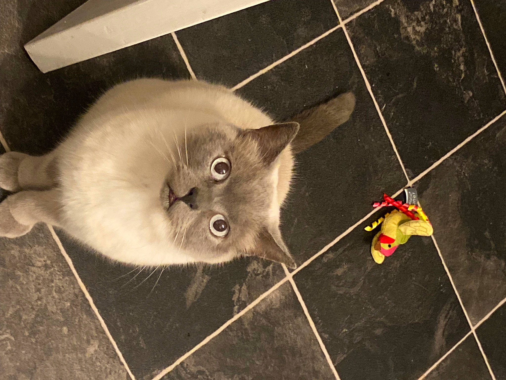 Forrest joined the competition — help win amazing prizes! art, carnivore, cat, domestic_short_haired_cat, fawn, felidae, fur, grey, mammal, paw, plant, russian_blue, small_to_medium_sized_cats, snout, still_life_photography, tail, thai, twig, vertebrate, whiskers