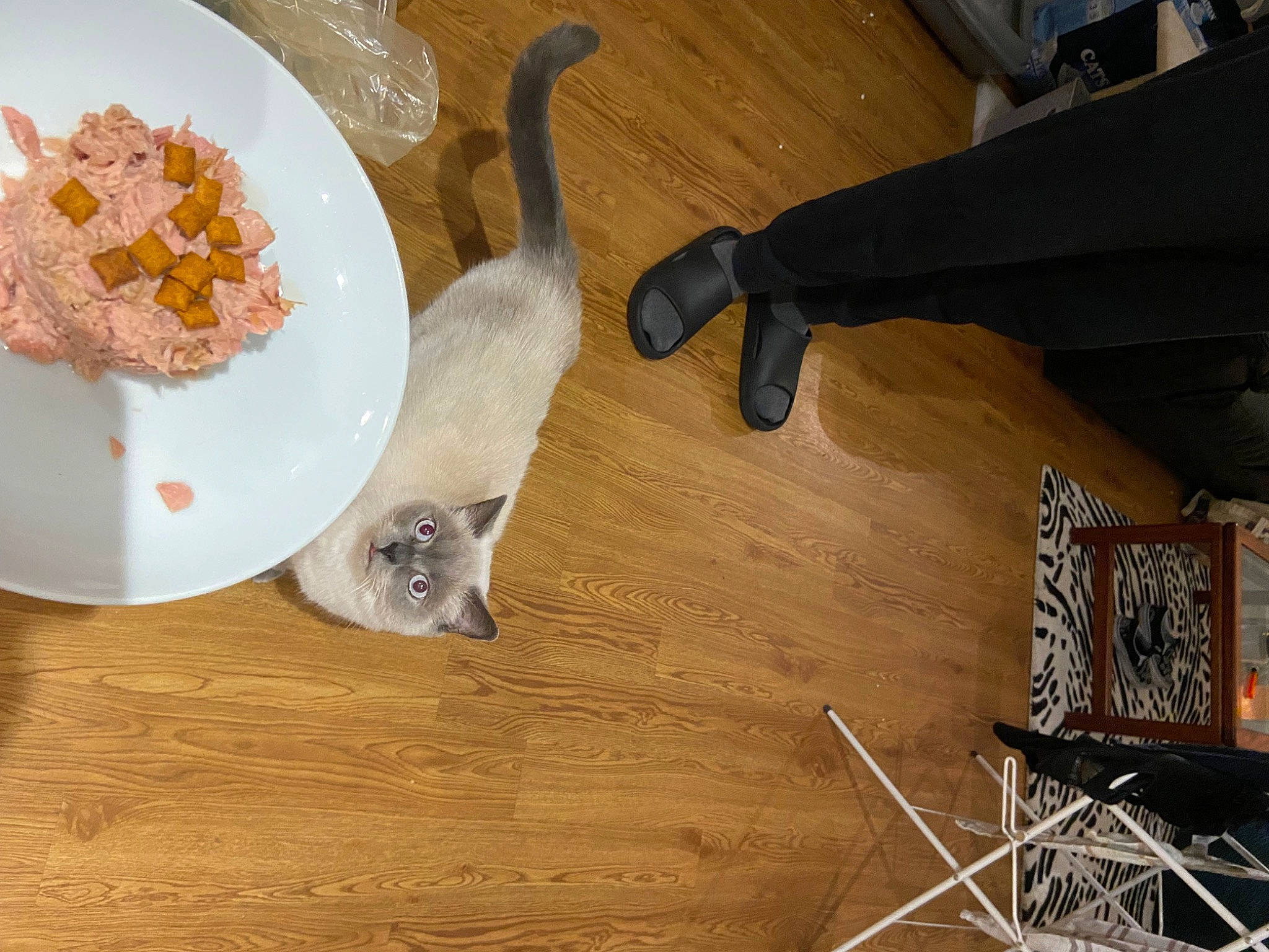 Forrest joined the competition — help win amazing prizes! carnivore, cat, companion_dog, fawn, felidae, floor, flooring, hardwood, ingredient, laminate_flooring, pet_food, pet_supply, small_animal_food, small_to_medium_sized_cats, tail, varnish, whiskers, wood, wood_flooring, wood_stain