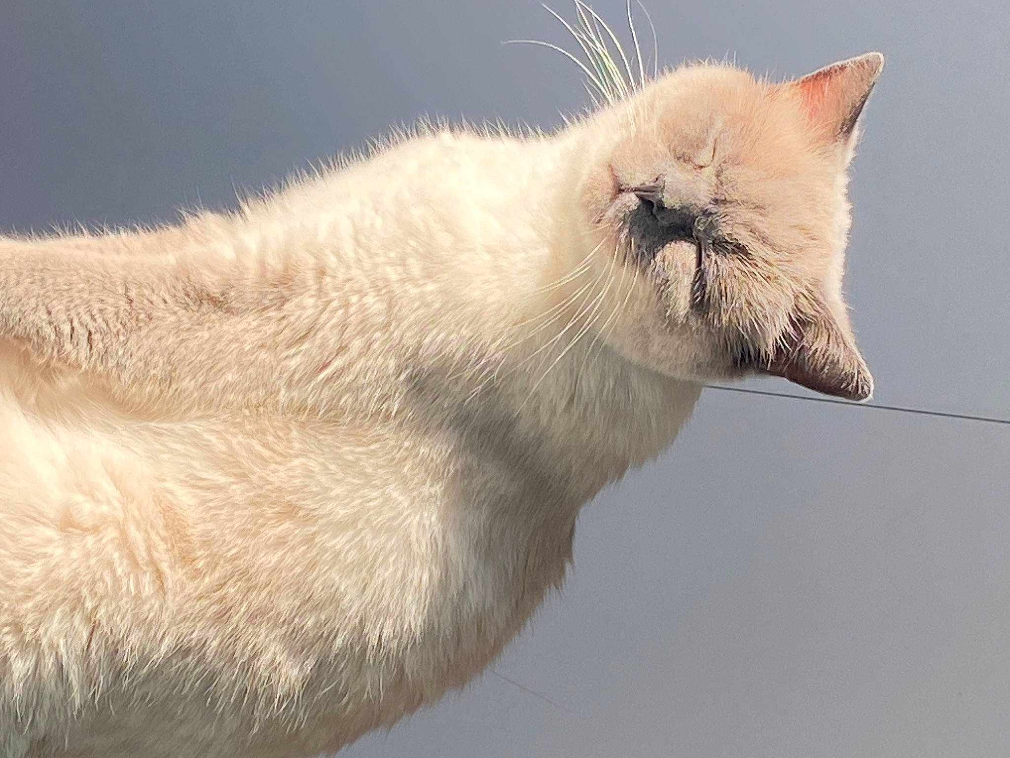 Forrest joined the competition — help win amazing prizes! carnivore, cat, claw, domestic_short_haired_cat, eye, fawn, felidae, fur, gesture, paw, small_to_medium_sized_cats, snout, tail, terrestrial_animal, thai, whiskers