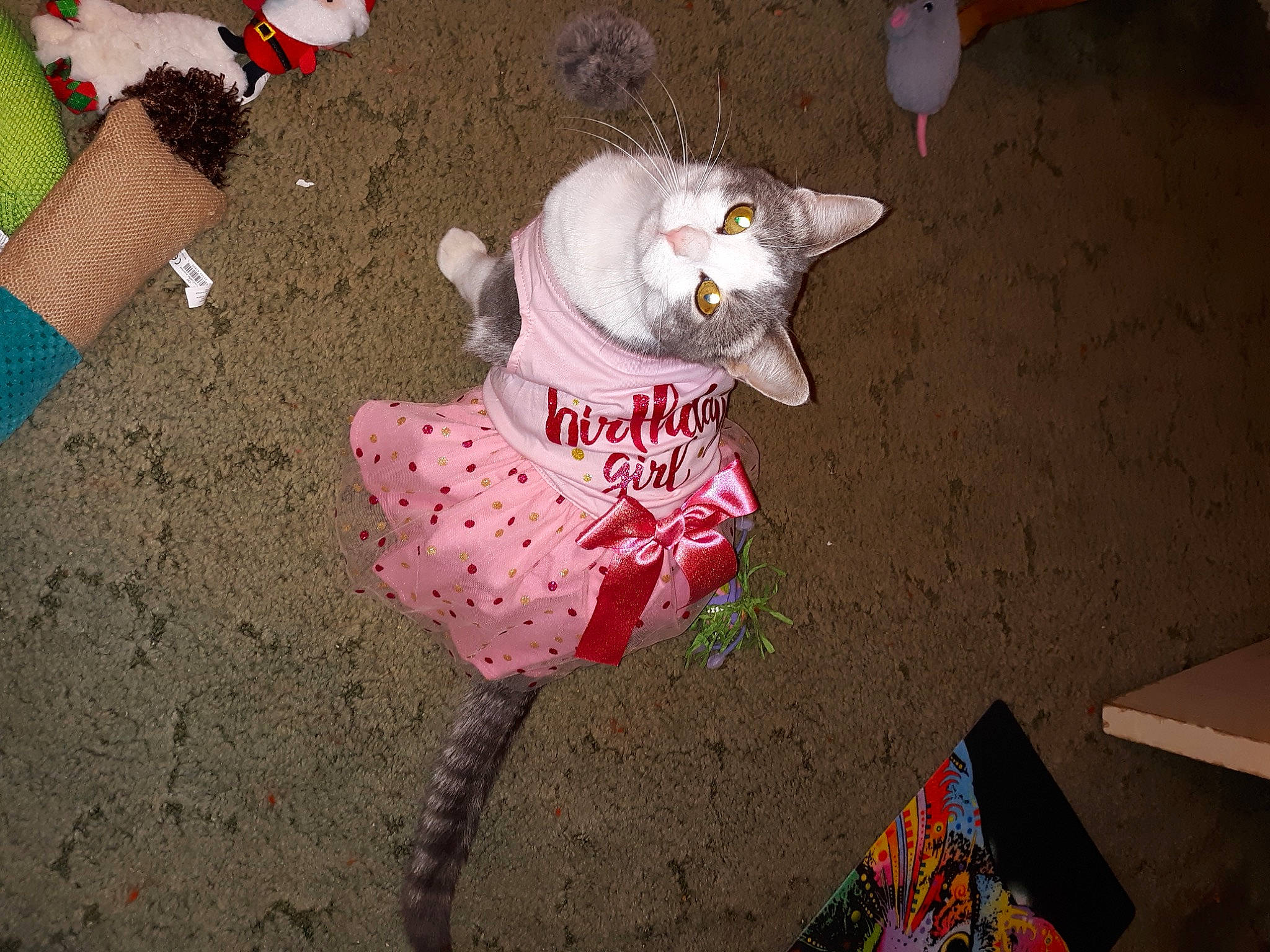 Chloe is registered to the contest to win money with this photo: canidae, carmine, carnivore, cat, companion_dog, creative_arts, dog_breed, event, fashion_accessory, fawn, felidae, paper, paper_product, pattern, petal, small_to_medium_sized_cats, snout, tail, toy, whiskers