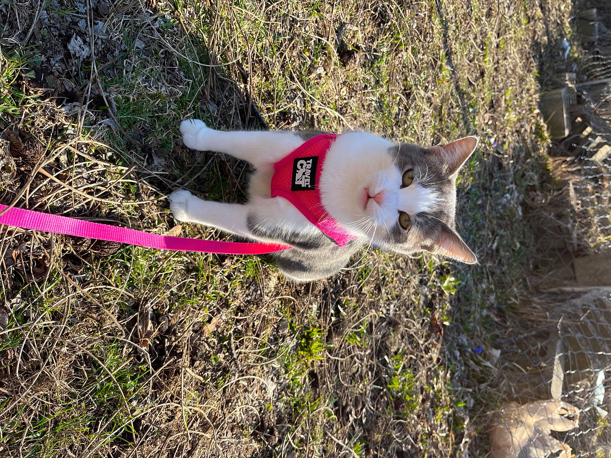 Chloe is registered to the contest to win money with this photo: canidae, carnivore, collar, companion_dog, corgi_chihuahua, dog, dog_breed, dog_supply, fawn, fur, grass, leash, non_sporting_group, pet_supply, plant, soil, sporting_group, tail, terrestrial_animal, tracking_trial