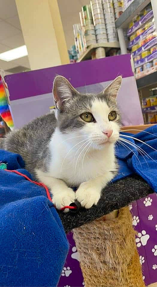 Chloe is registered to the contest to win money with this photo: blue, carnivore, cat, collar, comfort, domestic_short_haired_cat, felidae, fur, mammal, paw, publication, sitting, small_to_medium_sized_cats, whiskers