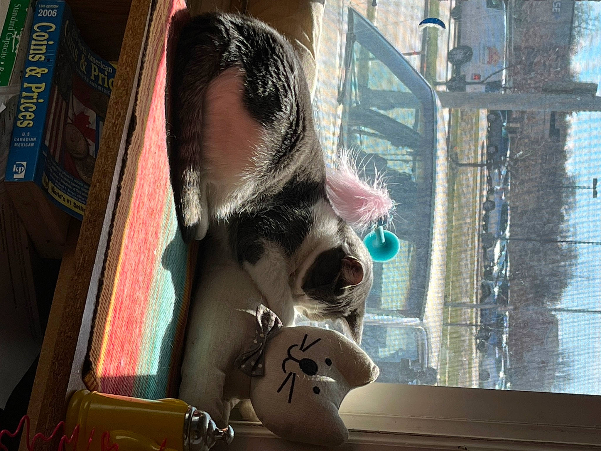 Chloe is registered to the contest to win money with this photo: art, carmine, carnivore, dog_breed, eyewear, fawn, flesh, fur, glass, mammal, metal, personal_protective_equipment, reflection, small_to_medium_sized_cats, snout, suidae, textile, visual_arts, whiskers, window