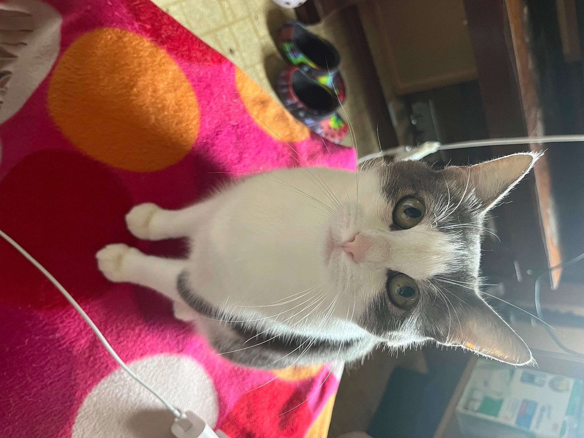 Chloe joined the competition — help win amazing prizes! carnivore, cat, claw, collar, domestic_short_haired_cat, fawn, felidae, flooring, foot, fur, human_leg, magenta, paw, pink, small_to_medium_sized_cats, snout, tail, textile, thai, whiskers