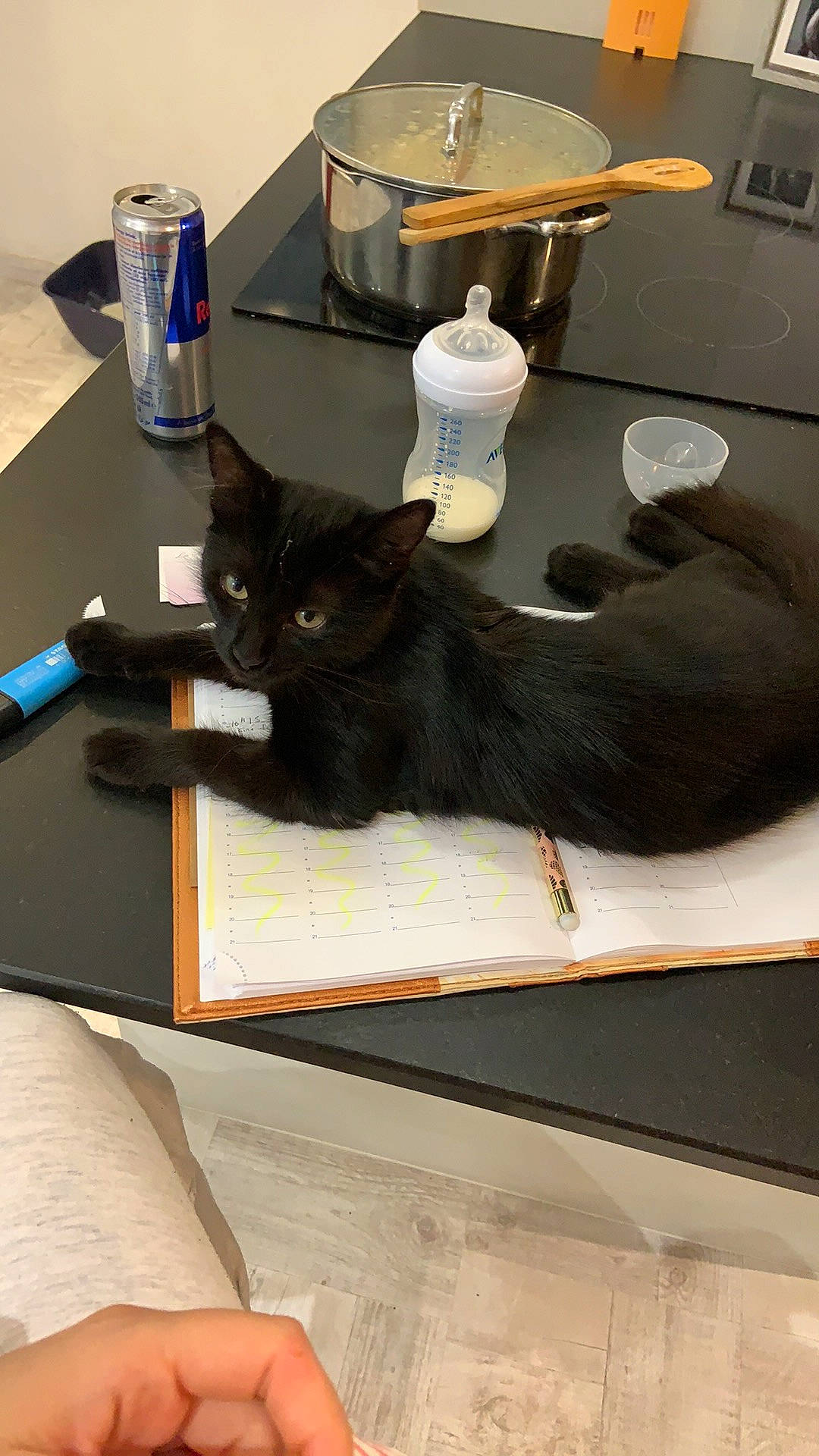 Onyx a rejoint le concours — aidez-le/la à gagner de superbes lots ! black_cat, carnivore, cat, domestic_short_haired_cat, felidae, small_to_medium_sized_cats, whiskers