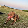 dog, brown_dog, grass, outdoor, collar, tongue_out, pet, animal, field, sunset, nature, canine, relaxed, lying_down, muzzle, ears, paws, happy, open_mouth, daylight