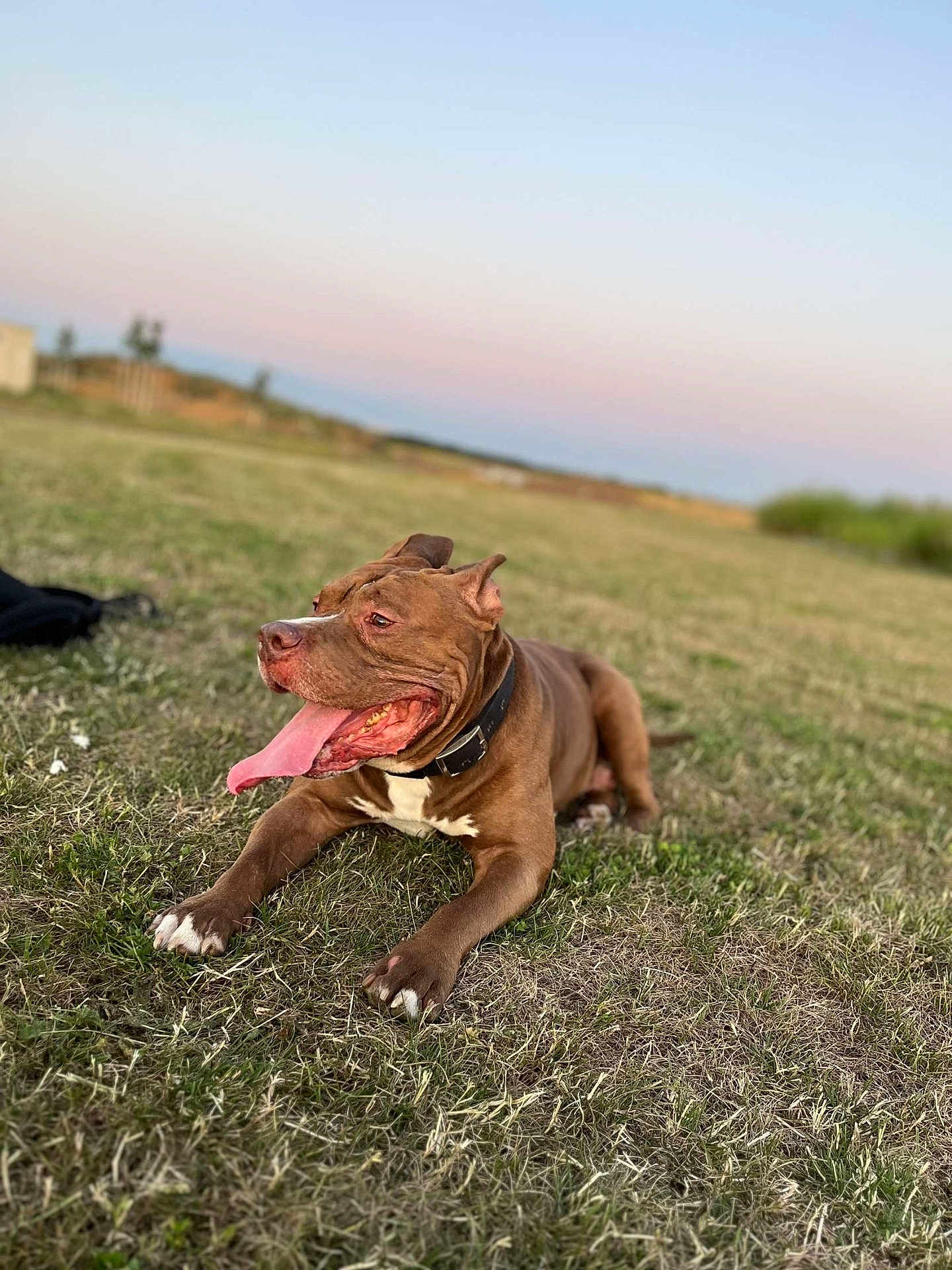 Lucious participe au concours pour gagner de l'argent avec cette photo : dog, brown_dog, grass, outdoor, collar, tongue_out, pet, animal, field, sunset, nature, canine, relaxed, lying_down, muzzle, ears, paws, happy, open_mouth, daylight