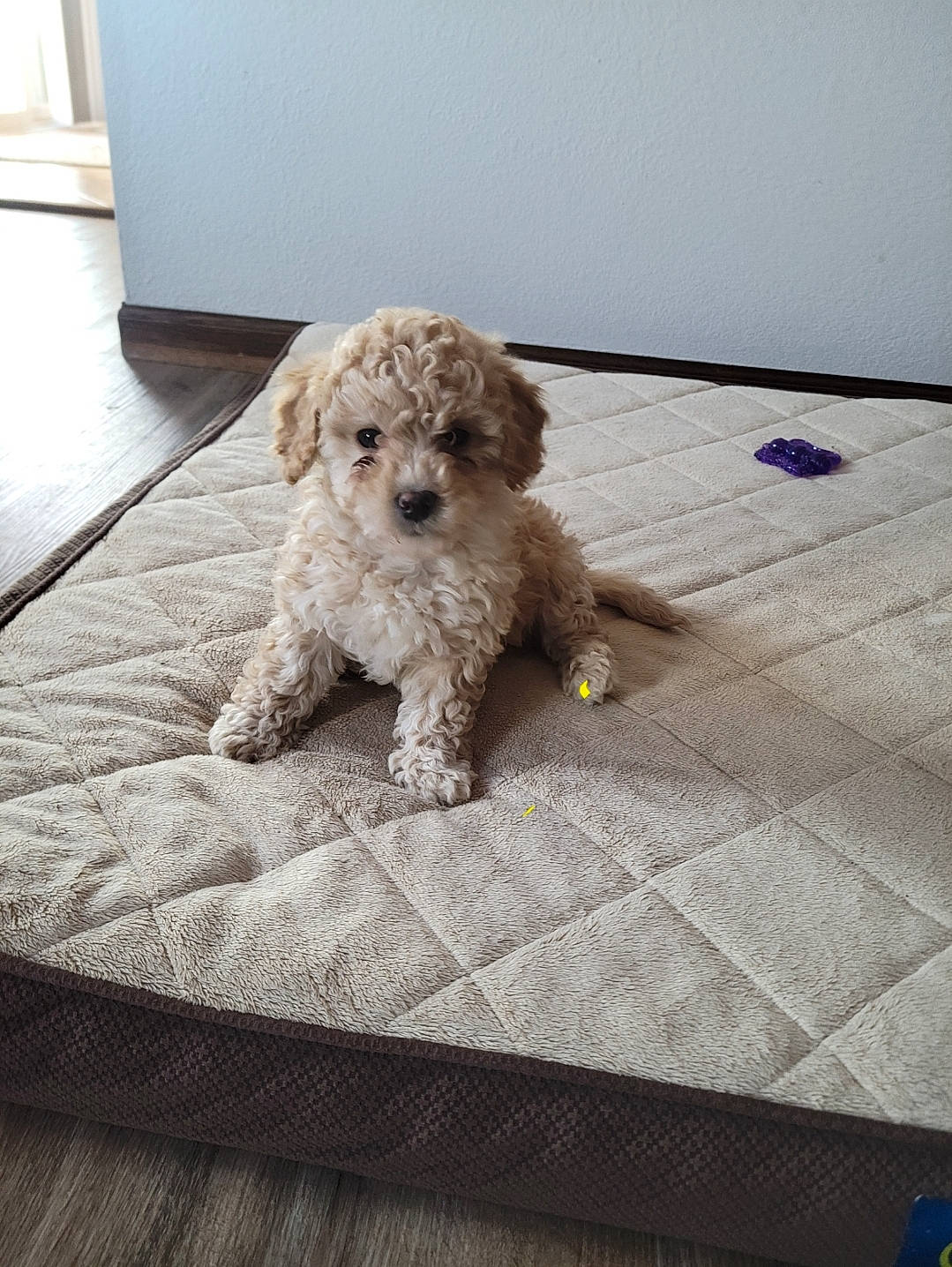 Millie is registered to the contest to win money with this photo: canidae, carnivore, cockapoo, companion_dog, couch, dog, dog_breed, dog_collar, flooring, goldendoodle, labradoodle, poodle, rectangle, small_terrier, sporting_group, terrier, toy_dog, water_dog, wood, working_animal