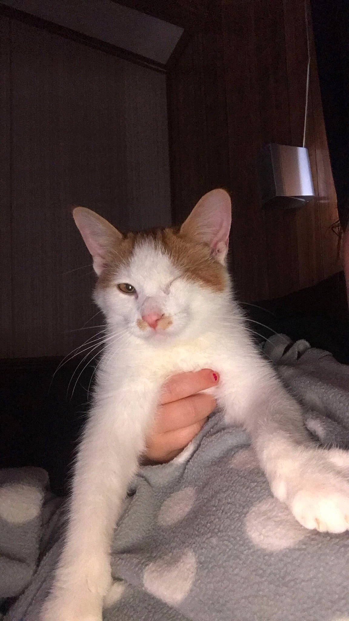 Pirate joined the competition — help win amazing prizes! aegean_cat, carnivore, cat, felidae, kitten, mammal, polydactyl_cat, small_to_medium_sized_cats, turkish_angora, turkish_van, vertebrate, whiskers