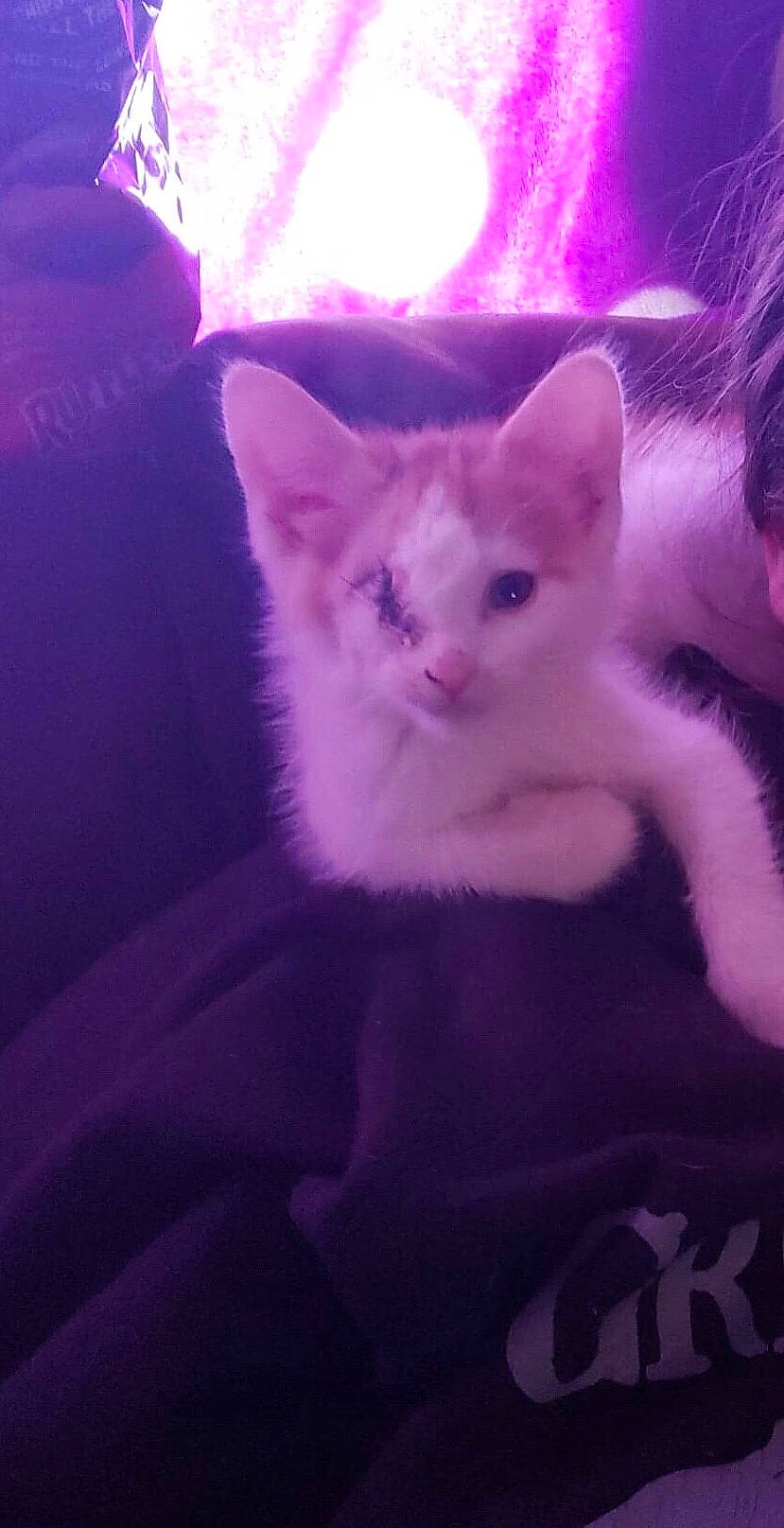 Pirate joined the competition — help win amazing prizes! burmilla, carnivore, cat, colorpoint_shorthair, domestic_short_haired_cat, ear, felidae, fur, khao_manee, kitten, mammal, ojos_azules, purple, sky, small_to_medium_sized_cats, snapshot, tail, turkish_angora, turkish_van, whiskers