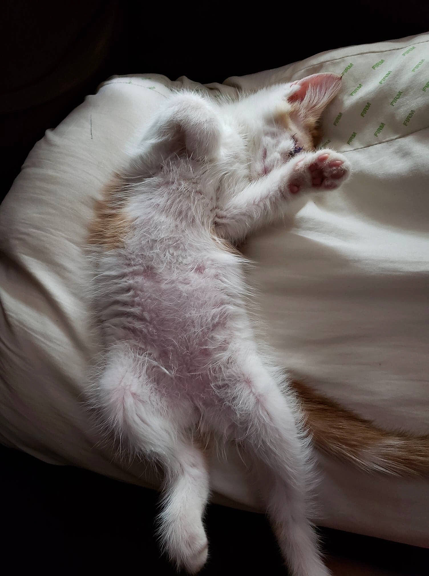 Pirate is registered to the contest to win money with this photo: carnivore, cat, claw, ear, felidae, fur, kitten, nap, paw, ragdoll, sleep, small_to_medium_sized_cats, tail, turkish_angora, turkish_van, whiskers