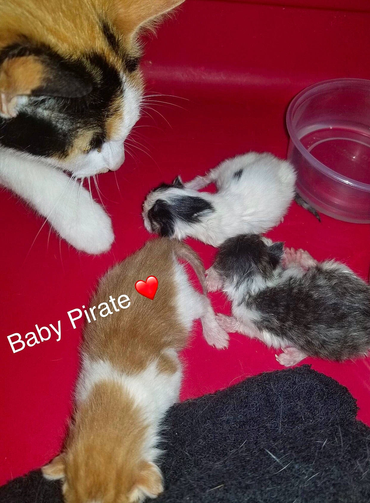 Pirate is registered to the contest to win money with this photo: canidae, carnivore, cat, companion_dog, dog, dog_breed, fawn, felidae, kitten, mammal, paw, puppy, shih_tzu, small_to_medium_sized_cats, tail, vertebrate