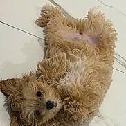 Mia is registered to the contest to win money with this photo: dog, puppy, fluffy, curly_hair, lying_down, floor, tile_floor, pet, cute, looking_up, brown_fur, small_dog, indoor, animal, playful, resting, adorable, companion, fur, canine