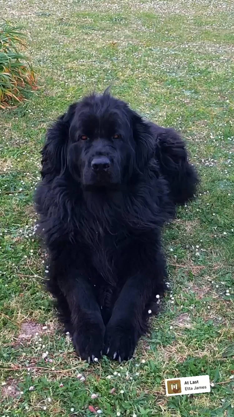 Jaya participe au concours pour gagner de l'argent avec cette photo : automotive_tire, canidae, carnivore, companion_dog, dog, dog_breed, fur, gaddi_kutta, grass, liver, snout, sporting_group, tail, terrestrial_animal, tibetan_mastiff, working_animal, working_dog