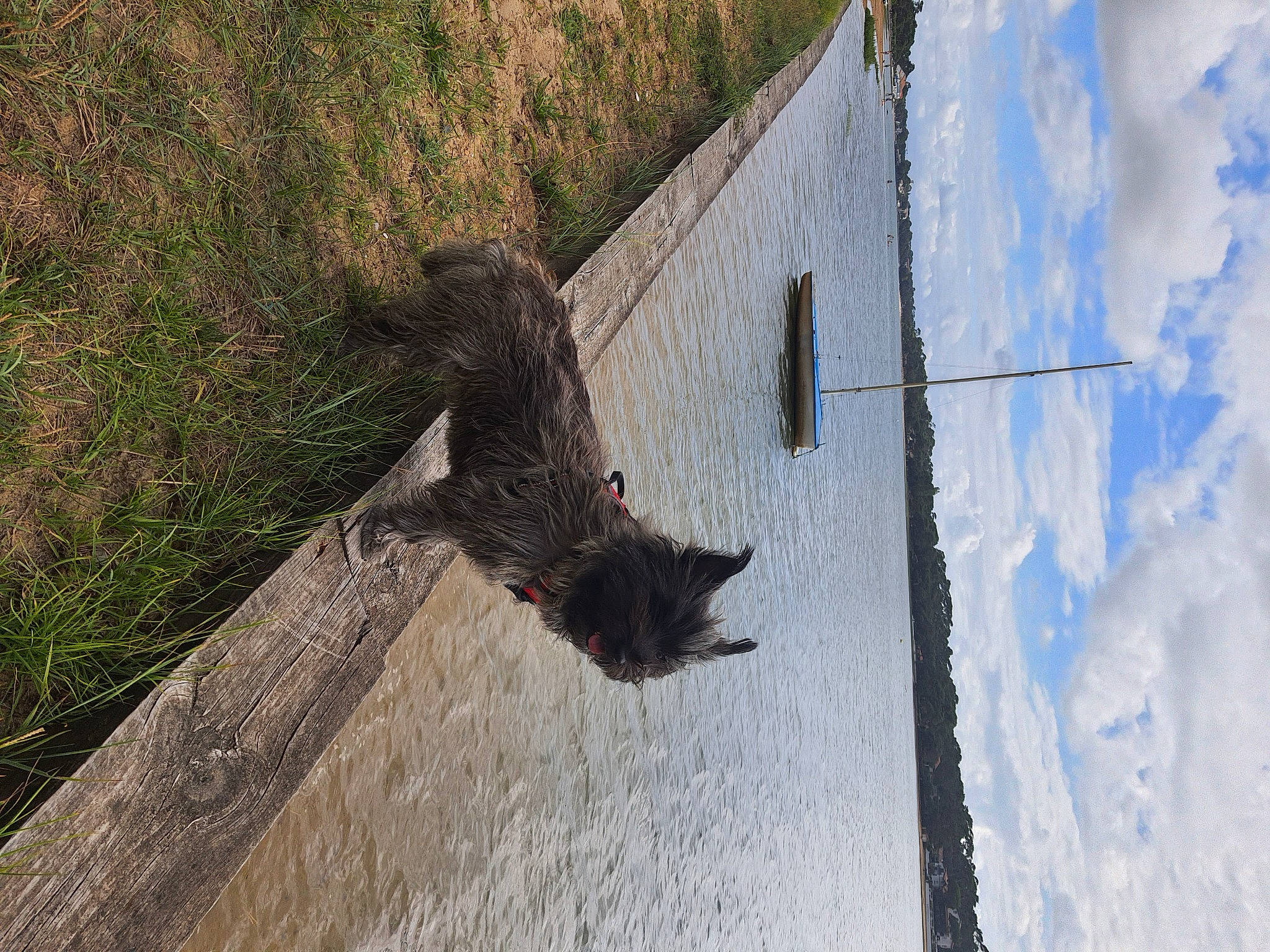 Roxie a rejoint le concours — aidez-le/la à gagner de superbes lots ! canidae, cloud, fur, landscape, plant, reflection, rock, shadow, sky, slope, sporting_group, tail, terrestrial_animal, tree, trunk, water, wildlife, window, winter, wood