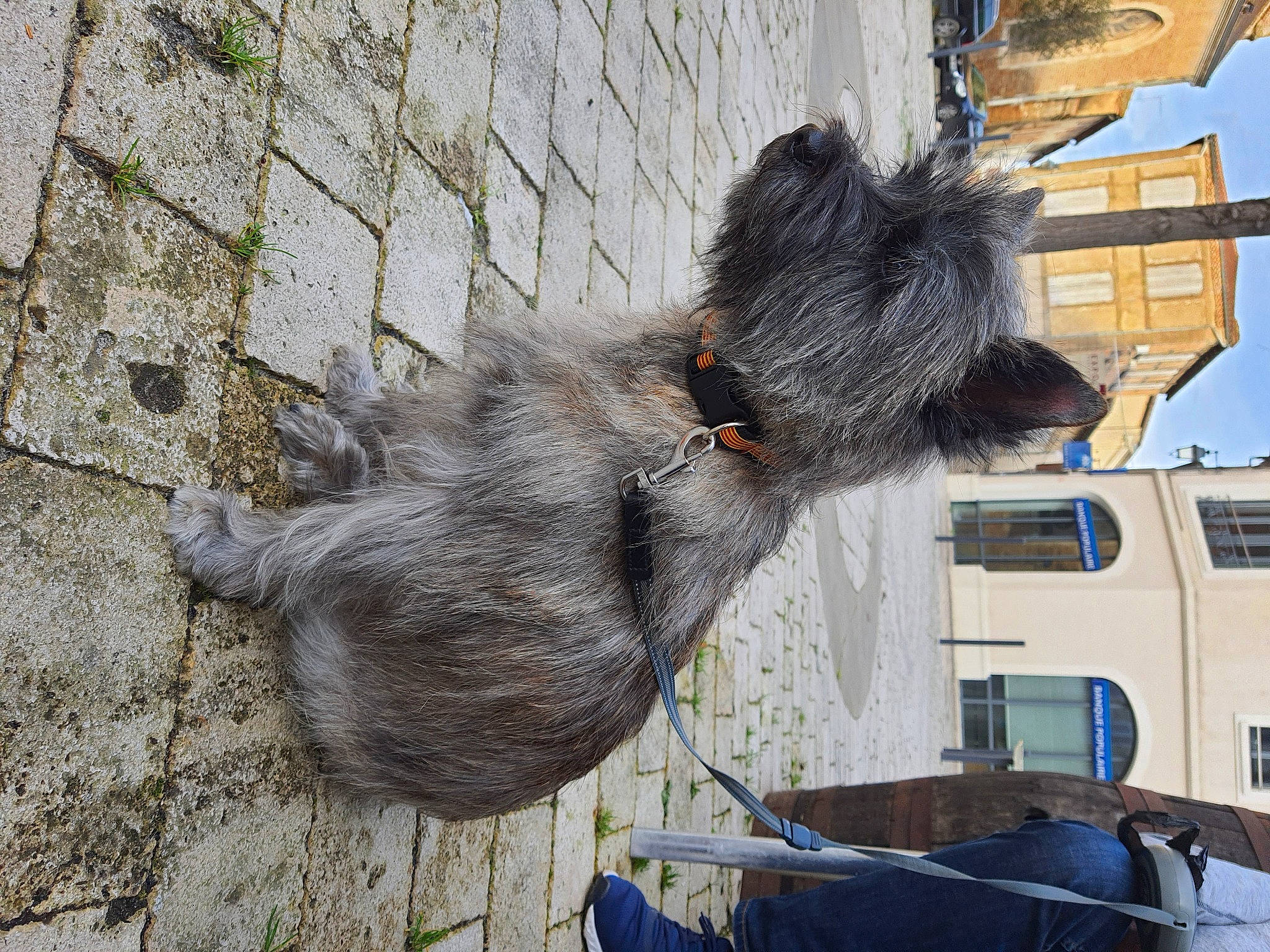 Roxie participe au concours pour gagner de l'argent avec cette photo : dog, dog_breed, fur, tail, vehicle, window, wood, working_animal