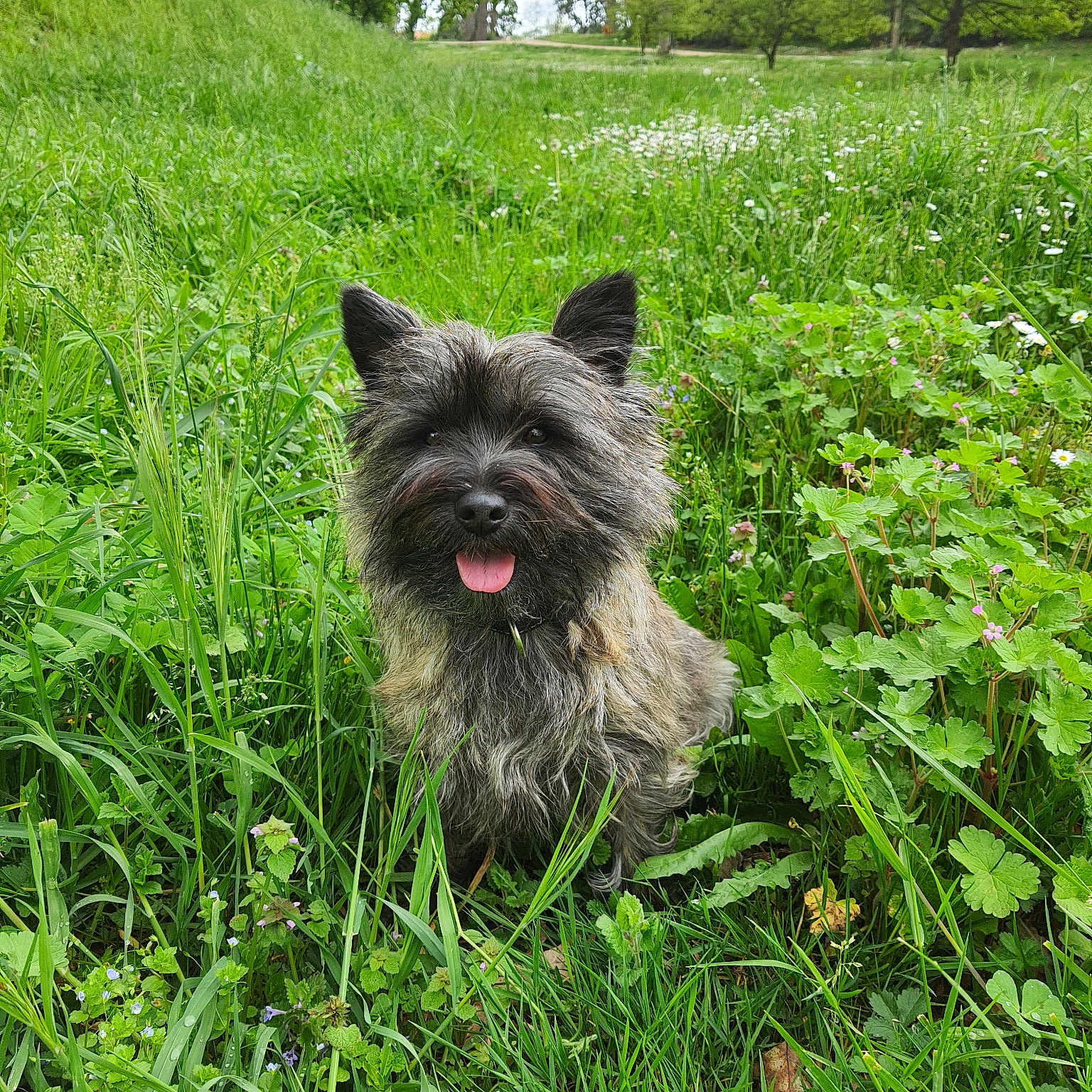 Roxie