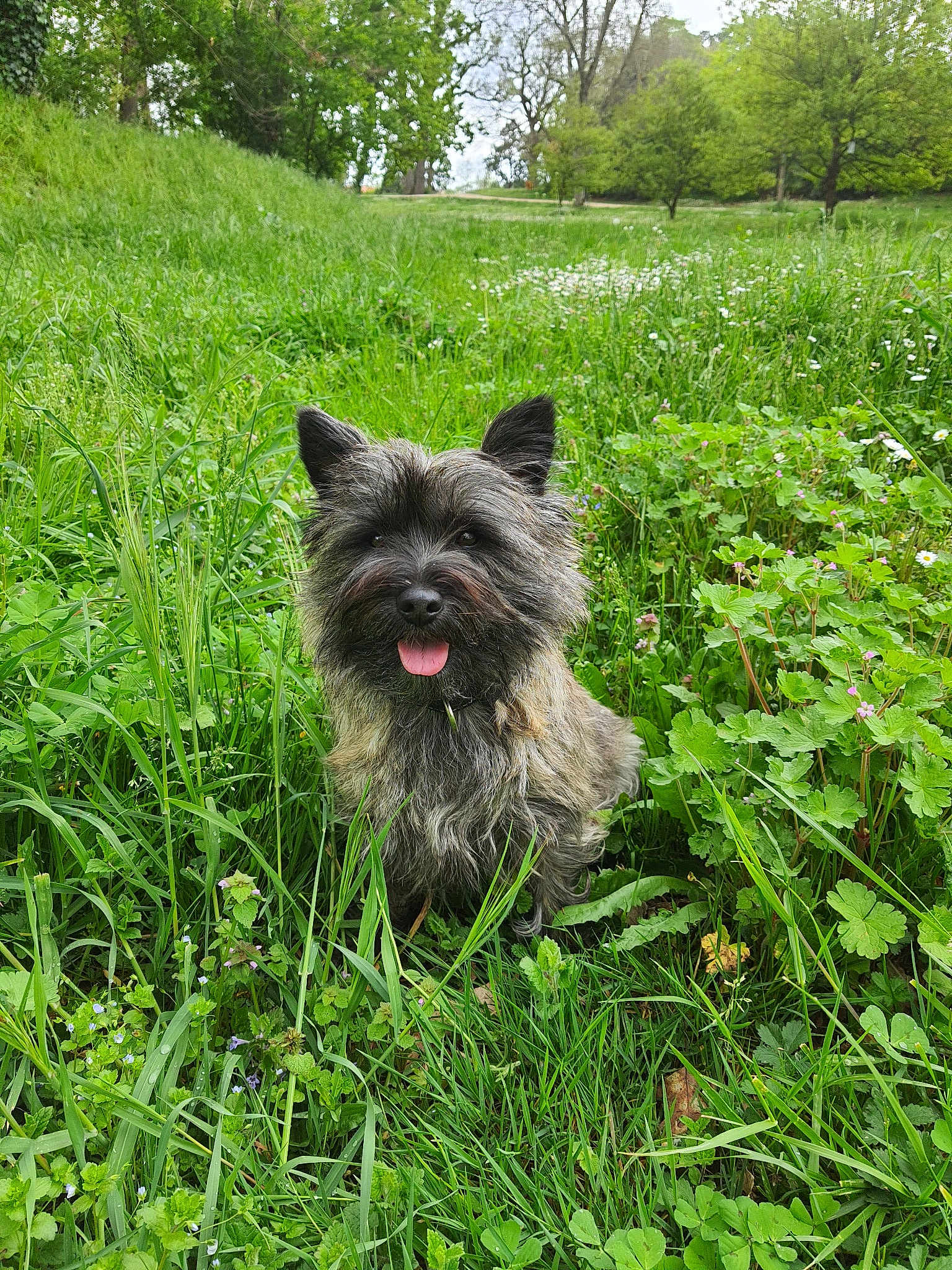 Roxie