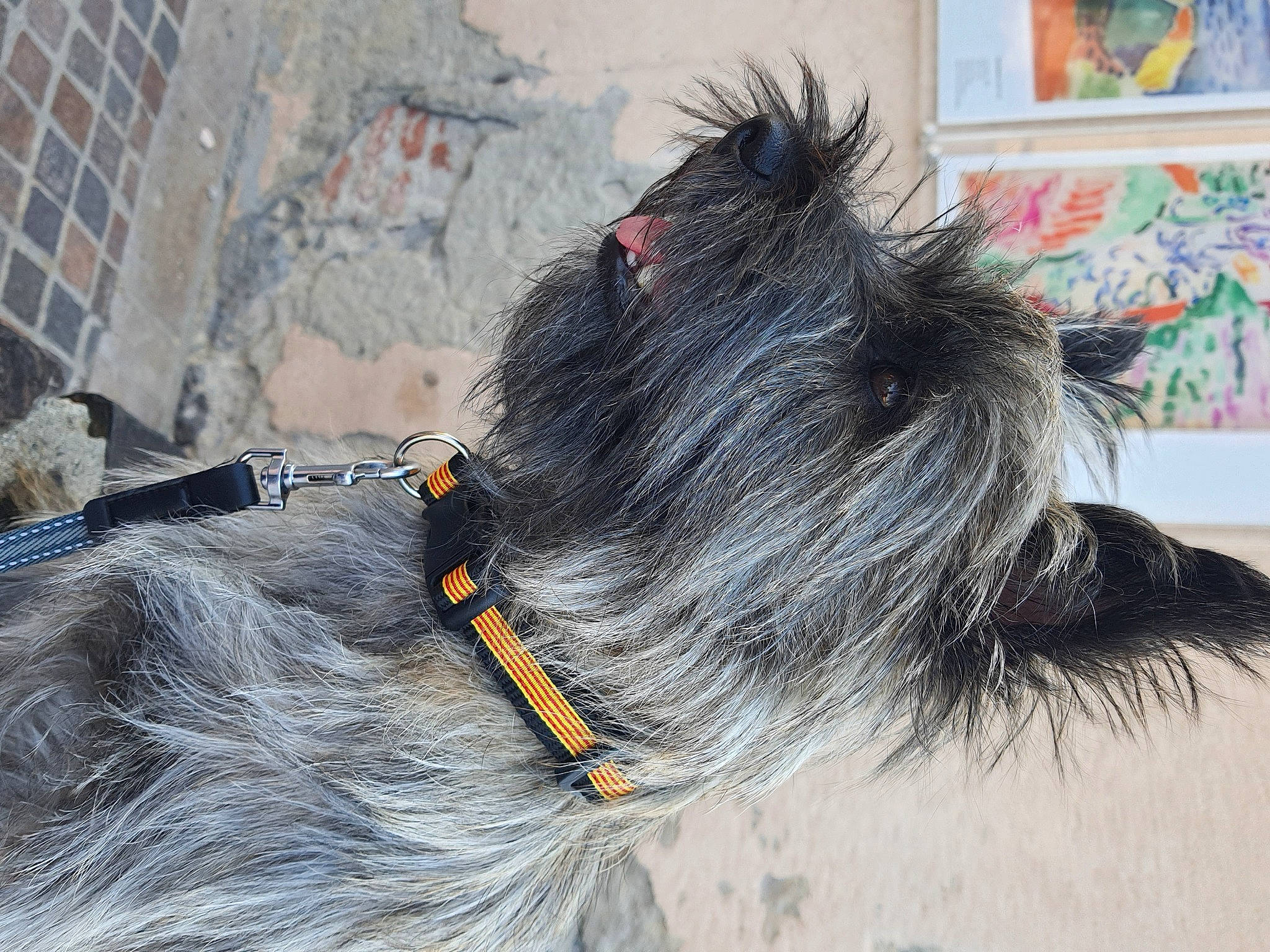 Roxie a rejoint le concours — aidez-le/la à gagner de superbes lots ! canidae, carnivore, collar, companion_dog, dog, dog_breed, dog_collar, fashion_accessory, fur, leash, picture_frame, schnauzer, scottish_terrier, small_terrier, snout, sporting_group, standard_schnauzer, tail, terrier, working_animal