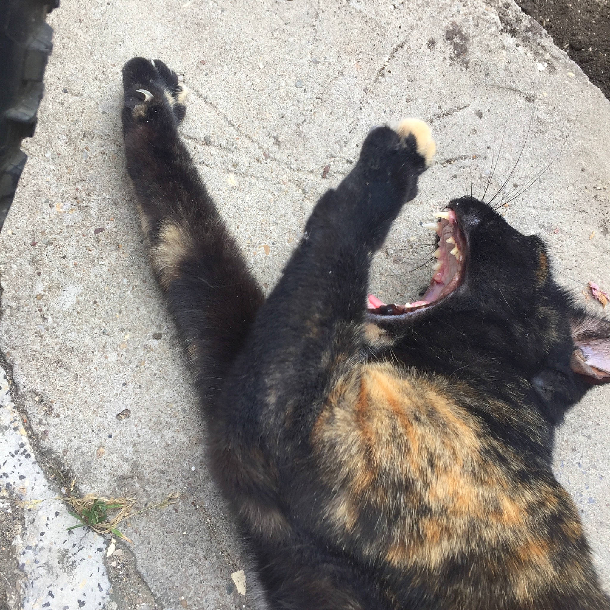 Pirate a rejoint le concours — aidez-le/la à gagner de superbes lots ! asphalt, black_cat, canidae, carnivore, cat, dog_breed, domestic_short_haired_cat, felidae, fur, mammal, paw, road_surface, shadow, small_to_medium_sized_cats, snout, sporting_group, tail, tar, terrestrial_animal, whiskers