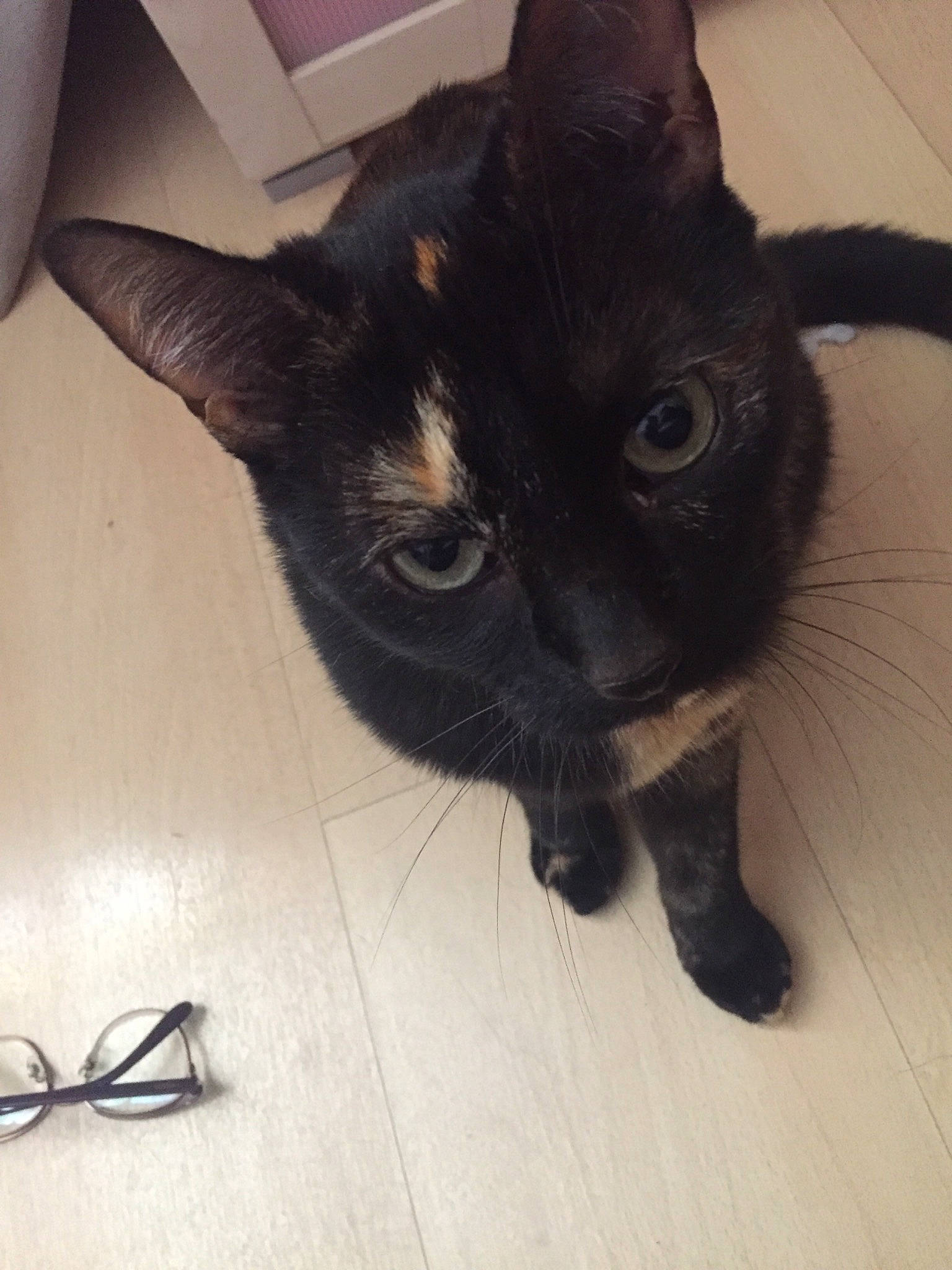 Pirate participe au concours pour gagner de l'argent avec cette photo : black_cat, bombay, carnivore, cat, claw, comfort, domestic_short_haired_cat, felidae, flooring, fur, hardwood, paw, small_to_medium_sized_cats, snout, square, tail, whiskers, wood