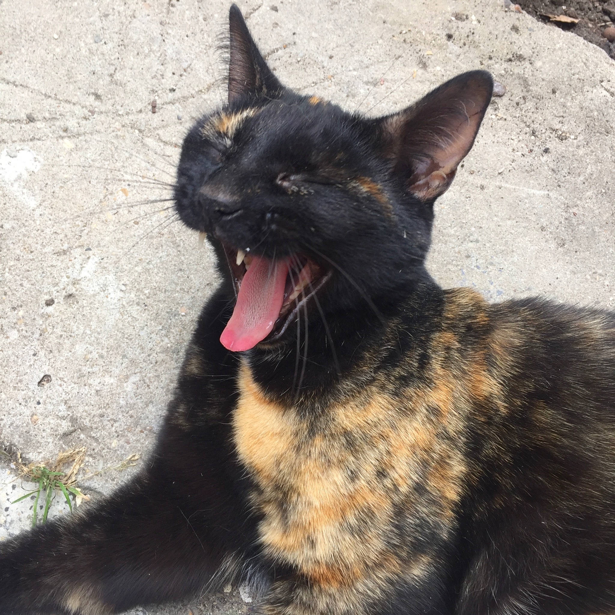 Pirate participe au concours pour gagner de l'argent avec cette photo : black_cat, carnivore, cat, dog_breed, domestic_short_haired_cat, fang, felidae, foot, fur, paw, plant, roar, shadow, small_to_medium_sized_cats, snout, tail, terrestrial_animal, whiskers, yawn