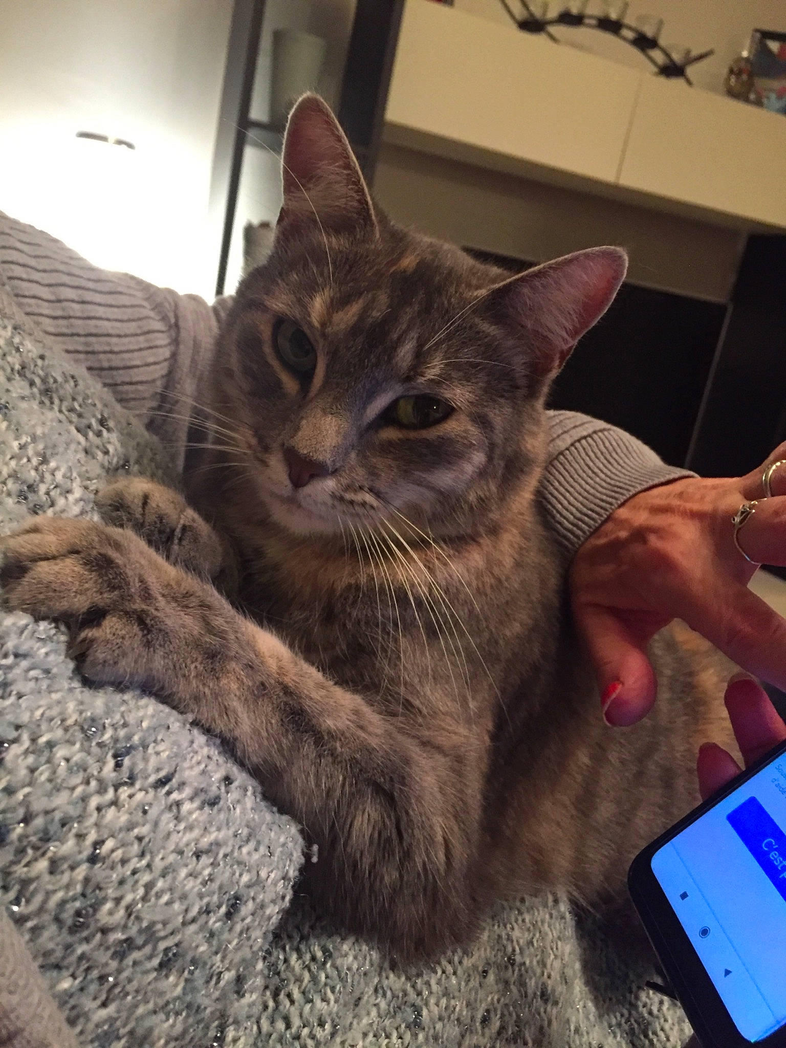 Nala a rejoint le concours — aidez-le/la à gagner de superbes lots ! carnivore, cat, claw, comfort, communication_device, domestic_short_haired_cat, felidae, fur, gadget, gesture, lap, mobile_device, mobile_phone, paw, portable_communications_device, small_to_medium_sized_cats, snout, tablet_computer, tail, whiskers