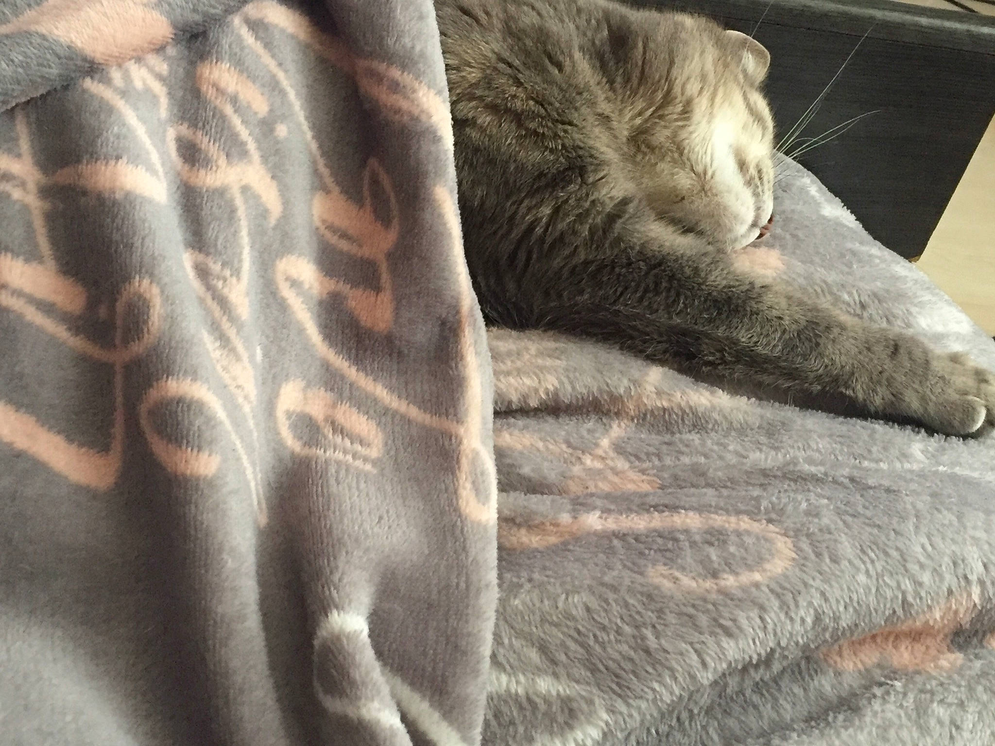 Nala a rejoint le concours — aidez-le/la à gagner de superbes lots ! carnivore, cat, close_up, comfort, domestic_short_haired_cat, fawn, felidae, flooring, fur, grey, human_leg, linens, pattern, sleeve, small_to_medium_sized_cats, tail, terrestrial_animal, whiskers, wildlife, wood