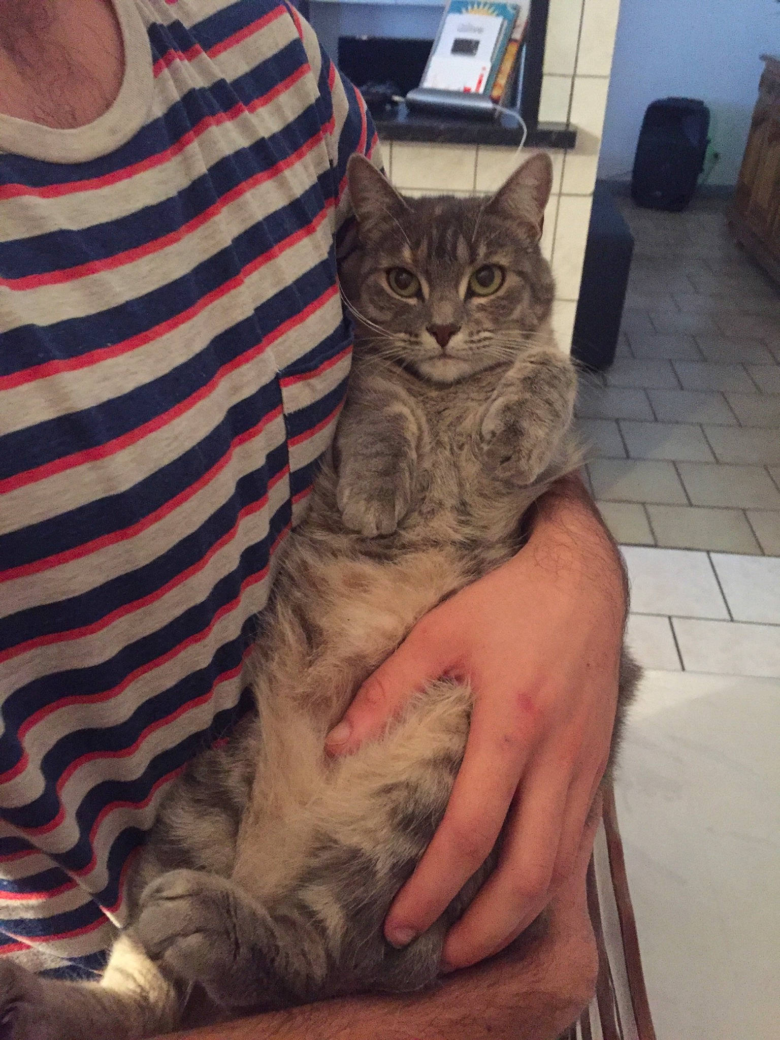 Nala a rejoint le concours — aidez-le/la à gagner de superbes lots ! carnivore, cat, claw, comfort, domestic_short_haired_cat, eyewear, fawn, felidae, flooring, fur, grey, hand, human_leg, lap, paw, sleeve, small_to_medium_sized_cats, tail, whiskers, wood