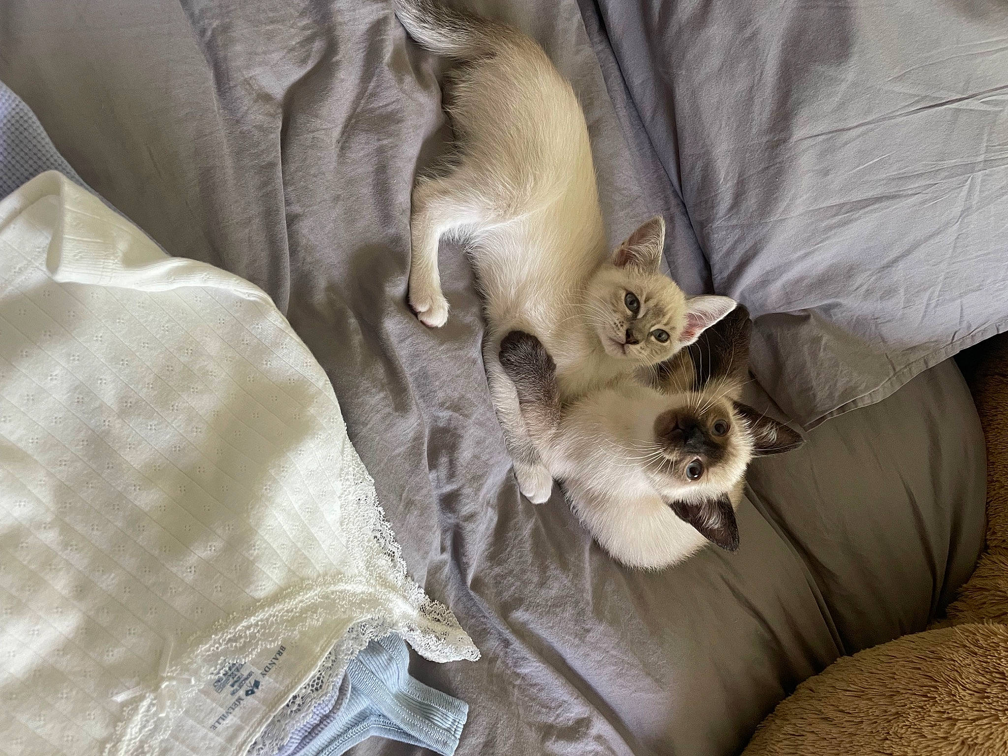 Georgia joined the competition — help win amazing prizes! carnivore, cat, cat_supply, comfort, companion_dog, fawn, felidae, fur, grey, linens, musical_instrument, nap, paw, siamese, small_to_medium_sized_cats, tail, whiskers