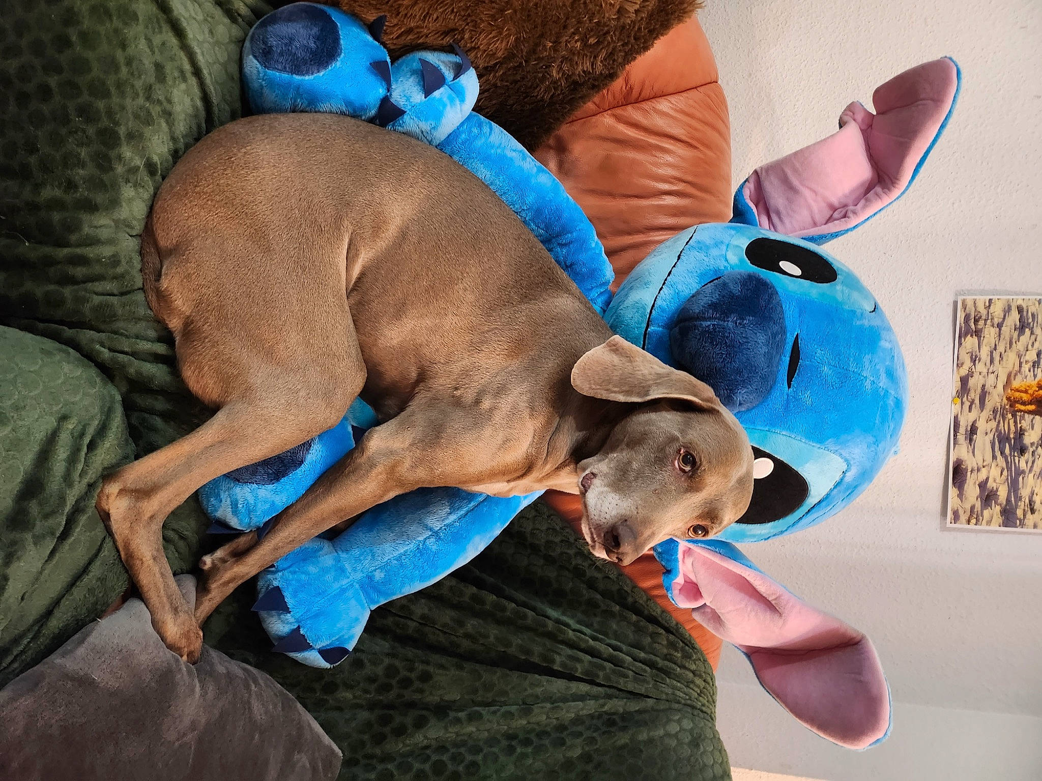 Isée participe au concours pour gagner de l'argent avec cette photo : blue, canidae, carnivore, comfort, companion_dog, dog, dog_breed, dog_supply, ear, electric_blue, fawn, liver, pet_supply, sporting_group, terrestrial_animal, working_animal, wrinkle