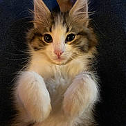 Alice is registered to the contest to win money with this photo: adorable, animal, cat, closeup, cute, domestic_cat, ears, feline, fluffy, fur, indoor, kitten, looking_at_camera, lying_down, paws, pet, portrait, relaxed, whiskers, young