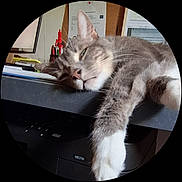 Roky participe au concours pour gagner de l'argent avec cette photo : cat, closeup, computer_monitor, corkboard, desk, feline, fur, gray_cat, indoor, lazy, napping, office, paper, paw, printer, relaxed, resting, sleeping, stationery, white_paw