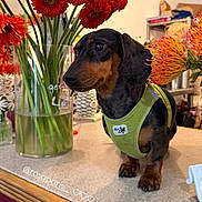 Marcelle a rejoint le concours — aidez-le/la à gagner de superbes lots ! dog, dachshund, pet, flower_vase, red_flowers, green_harness, countertop, indoor, animal, curious, small_dog, furniture, decor, houseplant, table, domestic, short_hair, companionship, cute, standing
