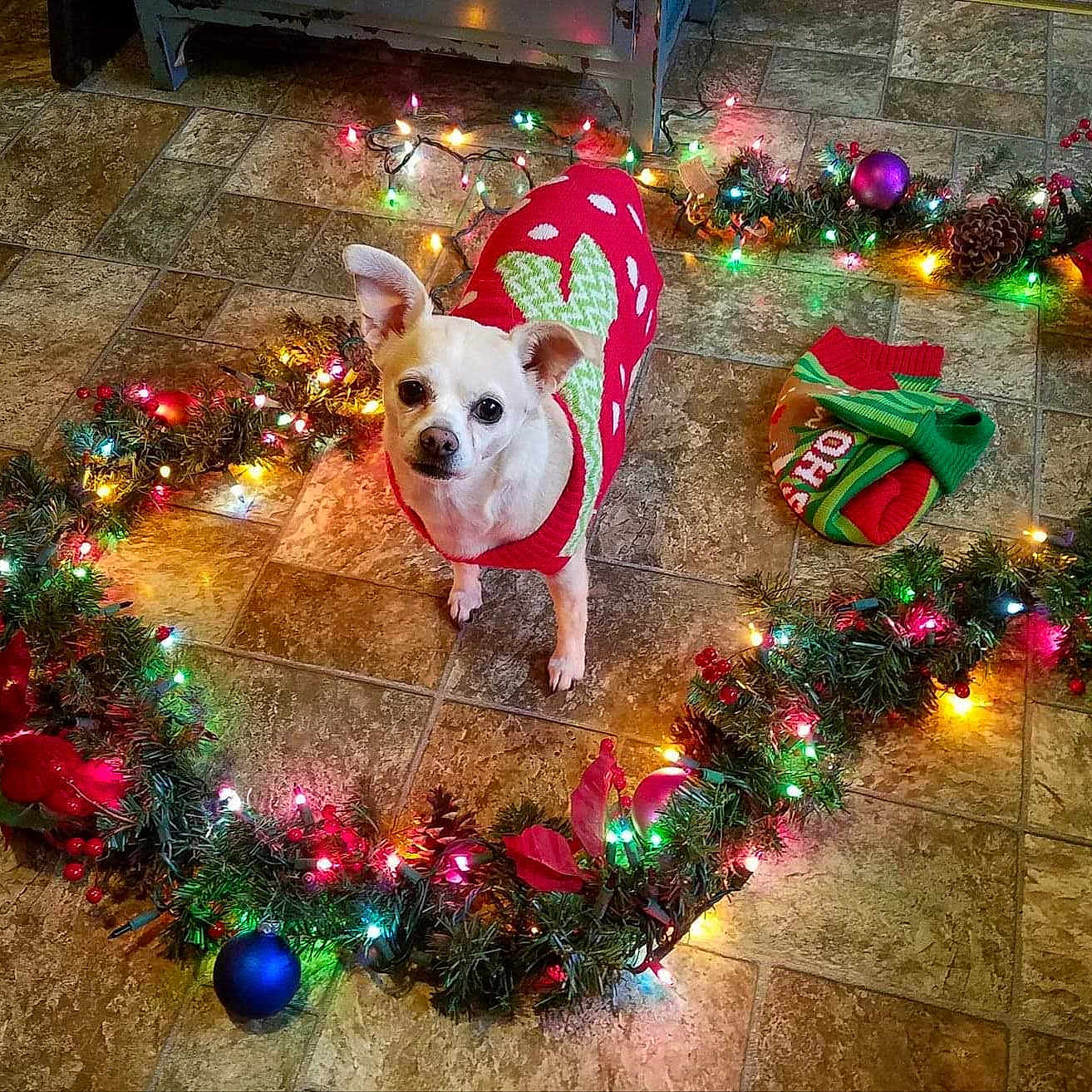 Cielo Castro is registered to the contest to win money with this photo: christmas, christmas_lights, cute, decorations, dog, festive_sweater, floor_tiles, garland, green_pattern, heart_shape, holiday_decor, holiday_spirit, indoor, looking_up, ornaments, pet, pinecones, red_sweater, small_dog, white_dog
