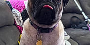 Nacho is registered to the contest to win money with this photo: dog, pug, pet, tongue_out, collar, indoor, couch, blanket, home, cozy, animal, cute, portrait, sitting, fur, face, domestic_animal, living_room, tag, canine