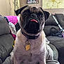 dog, pug, pet, tongue_out, collar, indoor, couch, blanket, home, cozy, animal, cute, portrait, sitting, fur, face, domestic_animal, living_room, tag, canine