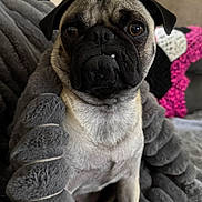 Nacho is registered to the contest to win money with this photo: dog, pug, pet, animal, portrait, close_up, indoor, blanket, plush, cute, fur, face, eyes, snout, ears, sitting, cozy, homedecor, texture, resting