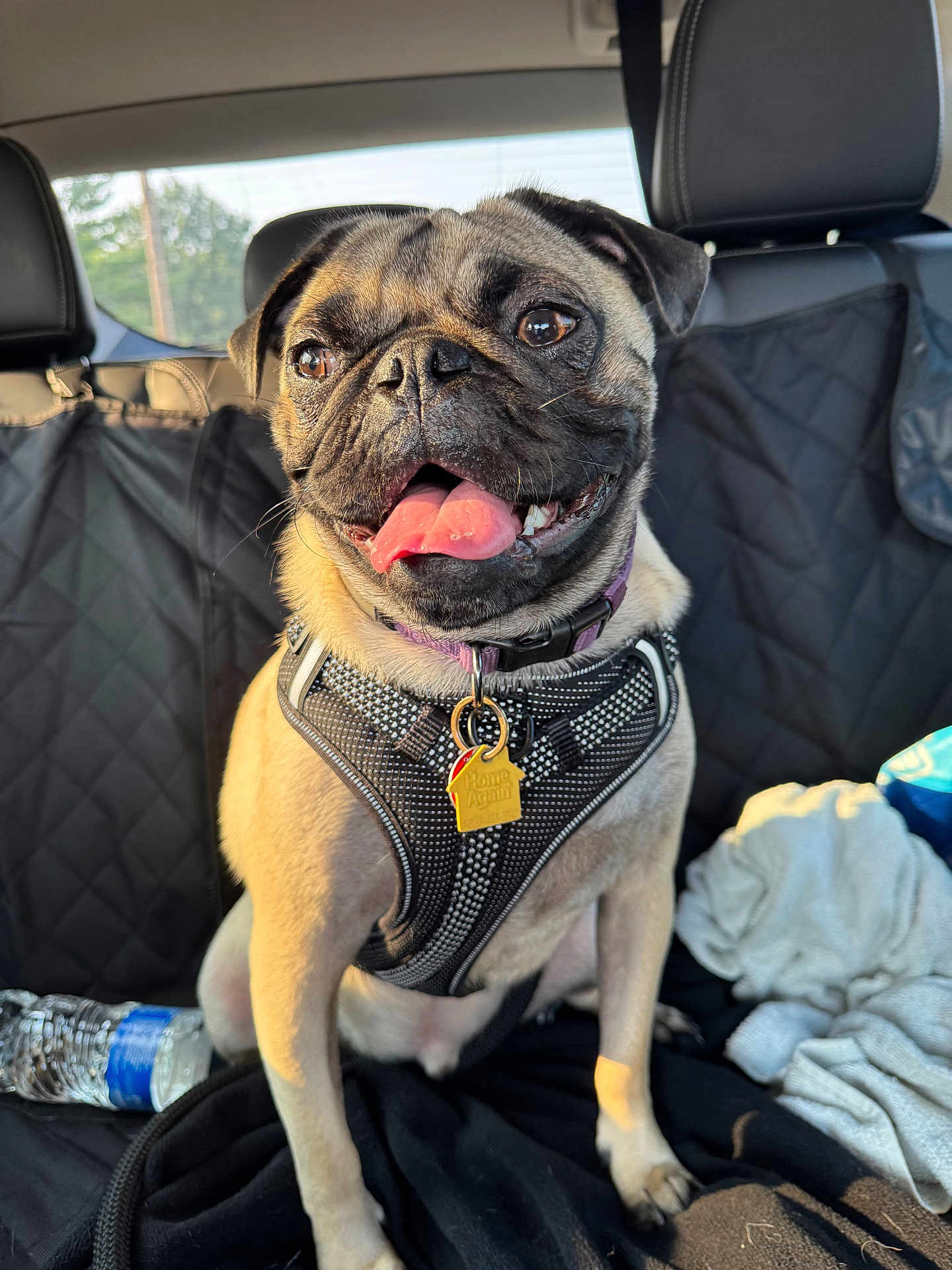 Nacho is registered to the contest to win money with this photo: dog, pug, pet, car_interior, harness, tag, tongue_out, sitting, blanket, water_bottle, seat, sunlight, happy, animal, mammal, companion, cute, portrait, inside_car, leisure