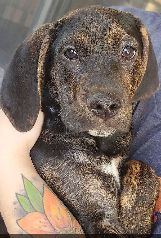 Wade Wilson is registered to the contest to win money with this photo: art, borador, canidae, carnivore, companion_dog, dog, dog_breed, fawn, fur, gun_dog, hunting_dog, liver, retriever, sporting_group, terrestrial_animal, whiskers, working_animal