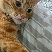 Boulette participe au concours pour gagner de l'argent avec cette photo : cat, orange_tabby, pet, close_up, whiskers, paw, bed, striped_bedspread, feline, domestic_animal, fur, pink_nose, relaxed, indoor, cute, animal, mammal, sleepy, soft