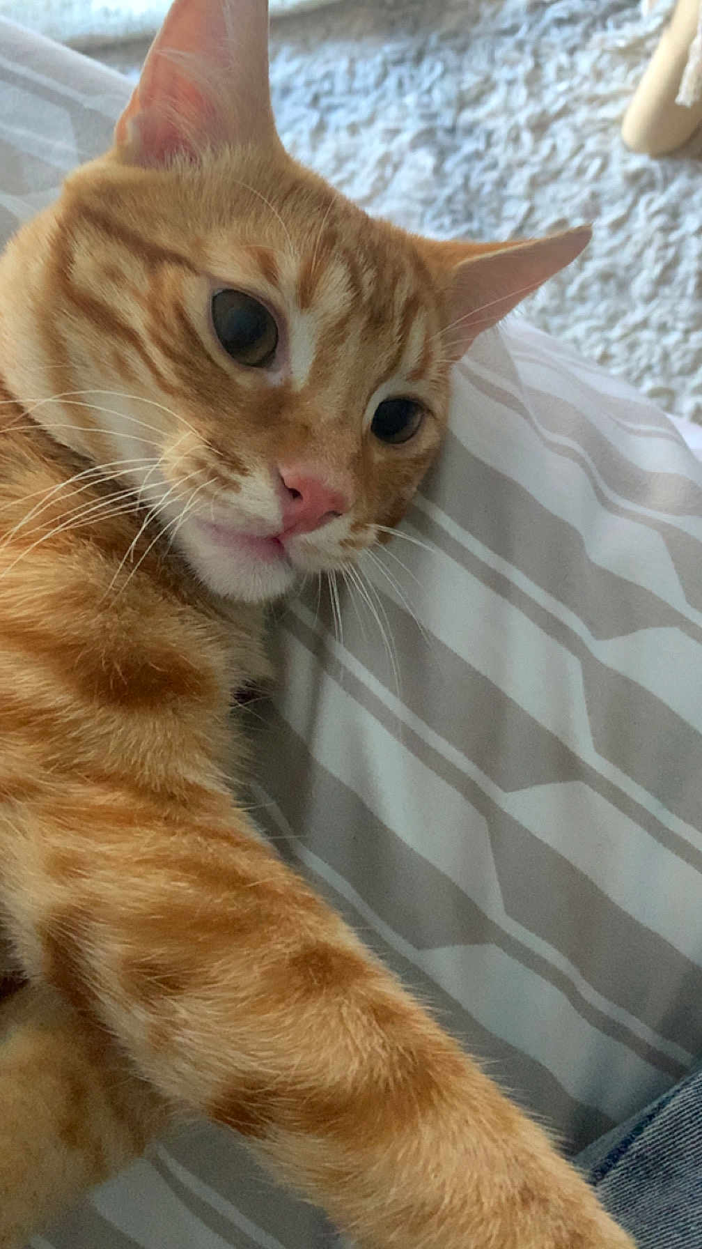 Boulette participe au concours pour gagner de l'argent avec cette photo : cat, orange_tabby, pet, close_up, whiskers, paw, bed, striped_bedspread, feline, domestic_animal, fur, pink_nose, relaxed, indoor, cute, animal, mammal, sleepy, soft