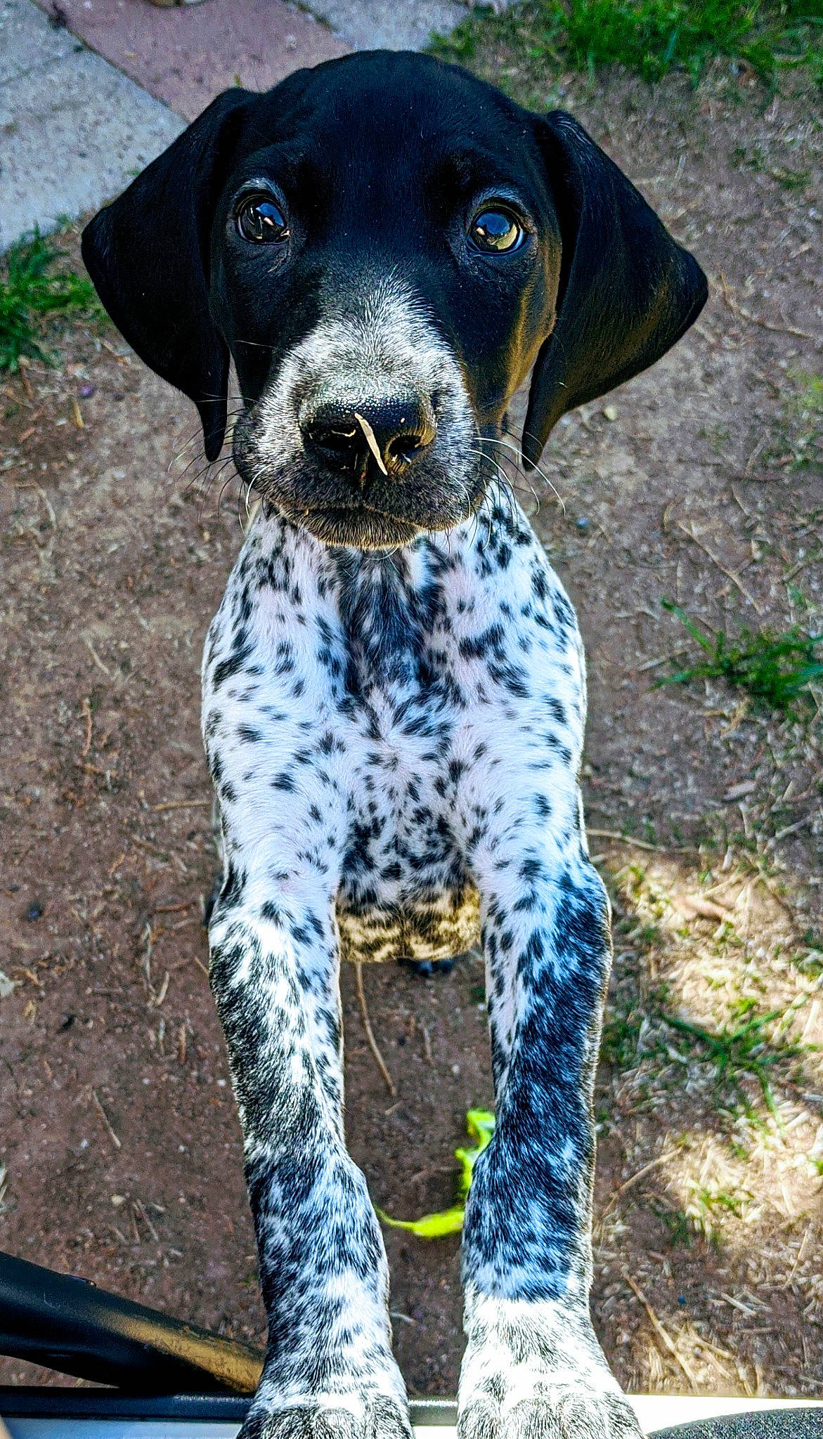 Georgie is registered to the contest to win money with this photo: carnivore, circle, collar, companion_dog, dog, dog_breed, dog_collar, electric_blue, grass, gun_dog, hunting_dog, non_sporting_group, plant, snout, sporting_group, terrestrial_animal, whiskers, working_animal