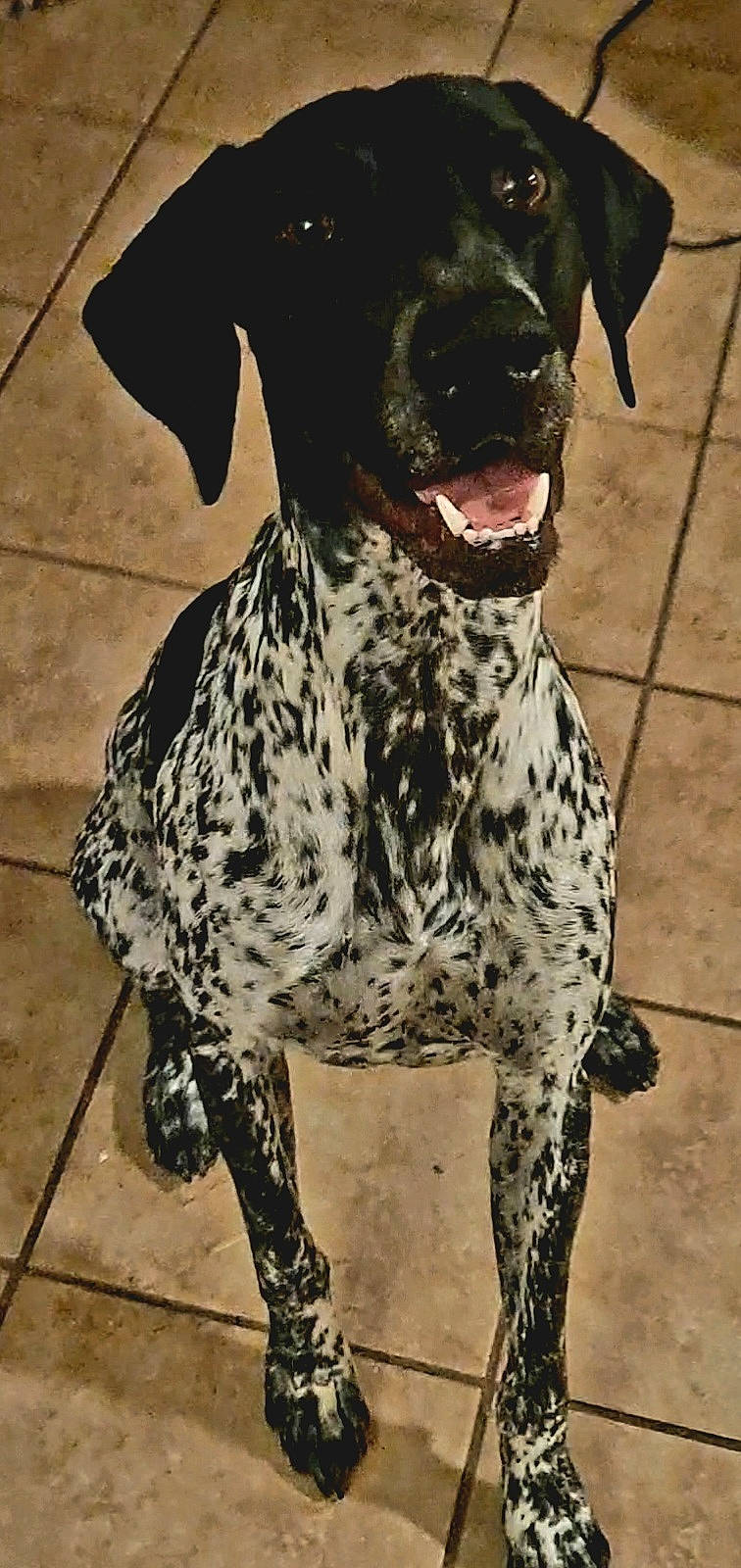 Georgie joined the competition — help win amazing prizes! braque_francais, canidae, carnivore, collar, companion_dog, dog, dog_breed, dog_collar, guard_dog, hunting_dog, military_camouflage, non_sporting_group, old_danish_pointer, pattern, snout, sporting_group, working_animal, working_dog